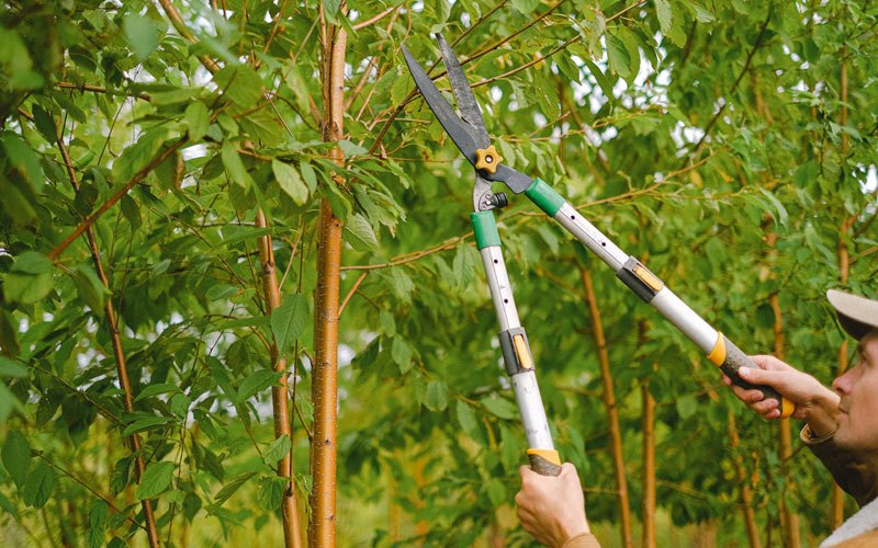 Tree trimming in Whittemore, IA